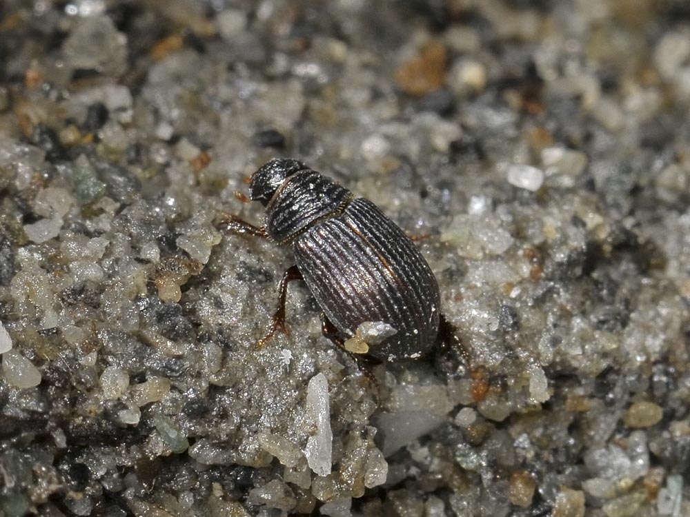 Brindalus rotundipennis? Forse Psammodius sp.